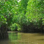 Ramsar Sites in India