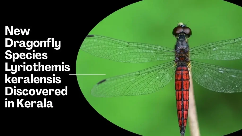 Lyriothemis keralensis dragonfly discovery
