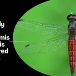 Lyriothemis keralensis dragonfly discovery