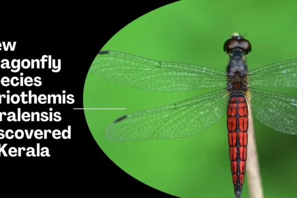 Lyriothemis keralensis dragonfly discovery