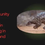 Pangolin Protection Nagaland