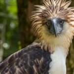 Philippine Eagle Critically Endangered