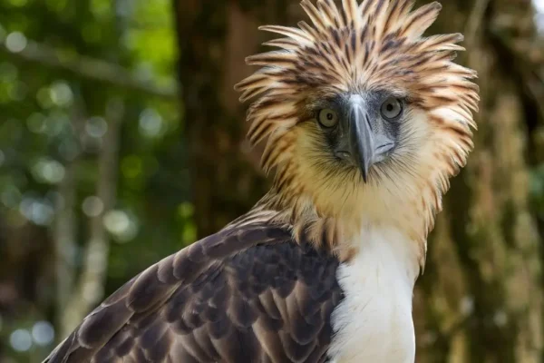 Philippine Eagle Critically Endangered