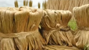 MSP for raw jute 2026