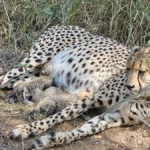 India cheetah population 2026