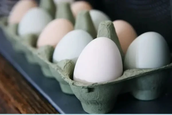 Saudi Arabia poultry import ban