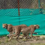 Cheetahs in India