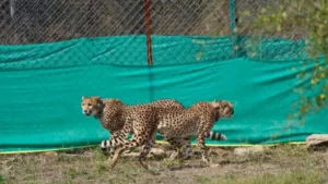 Cheetahs in India