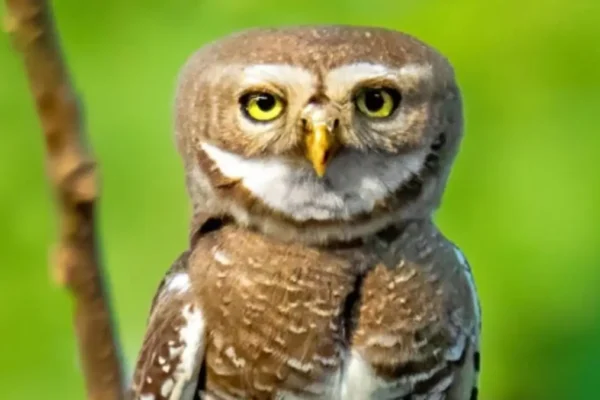 Forest Owlet First Sighting