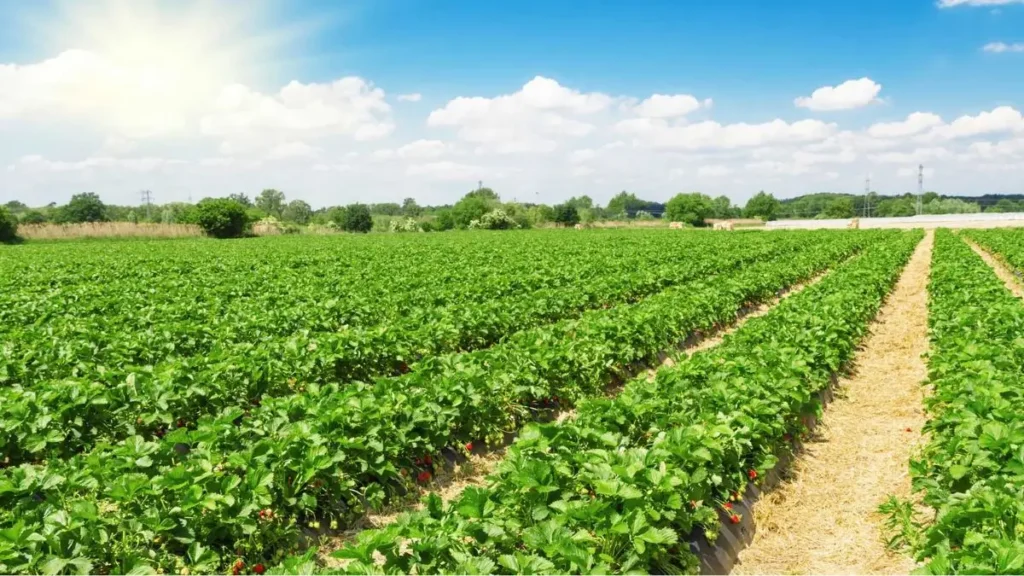 Varanasi Guinness Record Plantation Drive