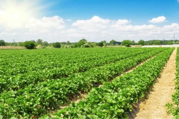 Varanasi Guinness Record Plantation Drive