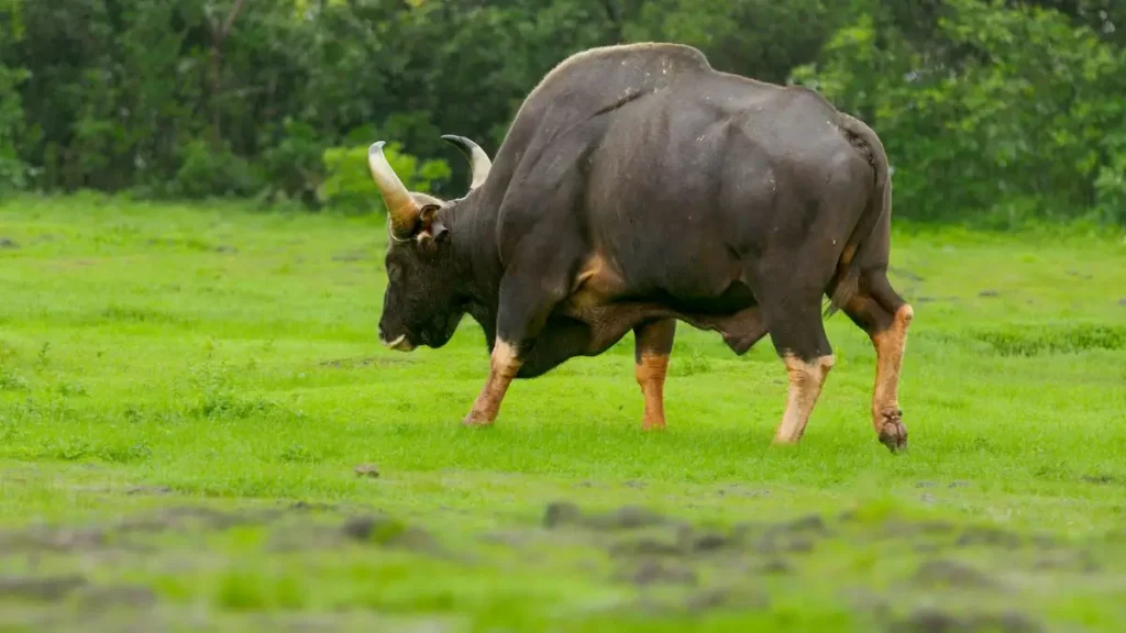 Indian Bison Fest at Debrigarh Wildlife Sanctuary