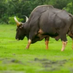 Indian Bison Fest at Debrigarh Wildlife Sanctuary