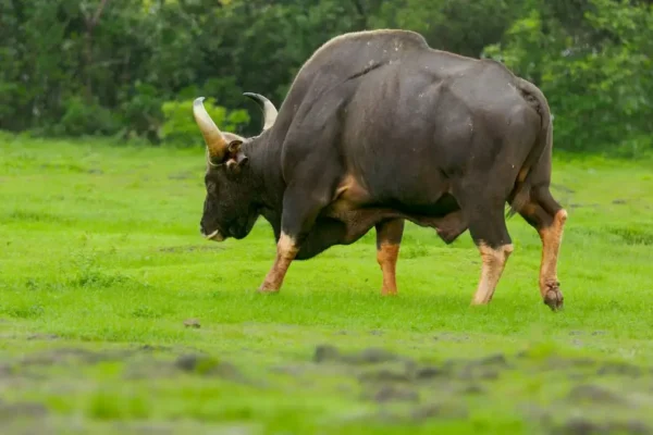 Indian Bison Fest at Debrigarh Wildlife Sanctuary