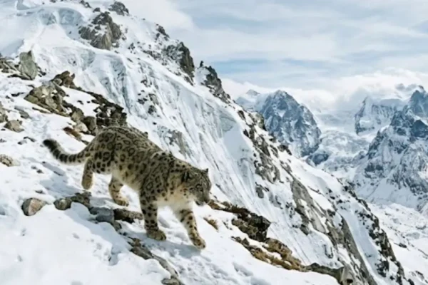 snow leopard conservation Ladakh