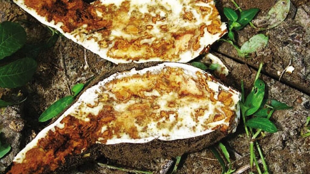 cassava brown streak disease