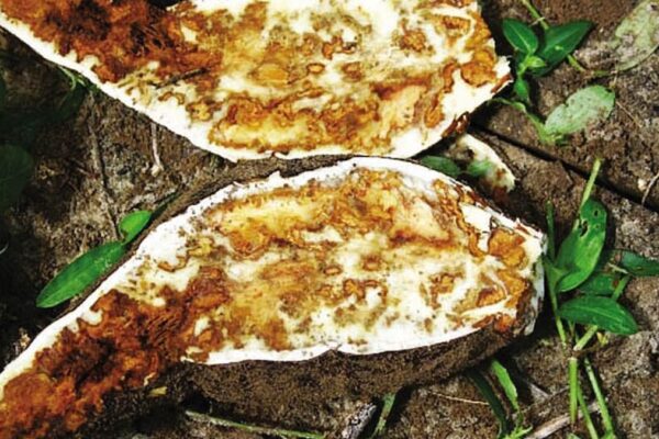 cassava brown streak disease