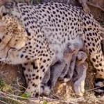 Cheetah Population in India