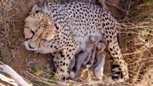 Cheetah Population in India