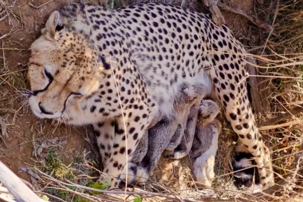 Cheetah Population in India