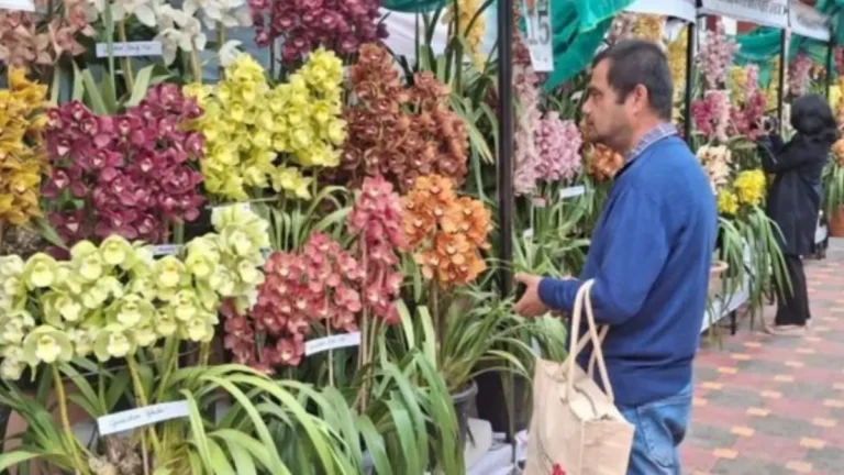 Indian Orchid Festival 2026 Sikkim – Orchids for Beauty & Prosperity Highlights