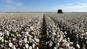 India cotton exports to US 2025