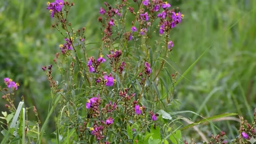 osbeckia zubeengargiana plant discovery