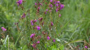 osbeckia zubeengargiana plant discovery