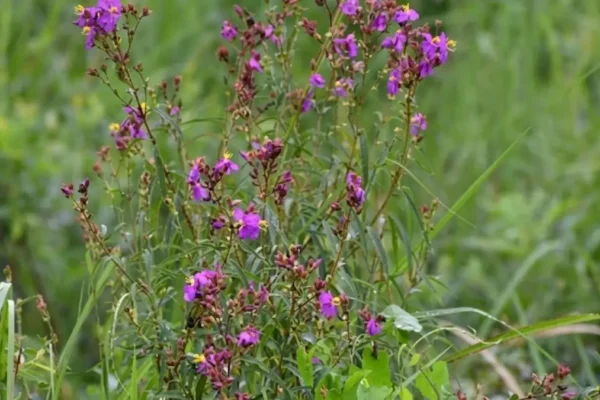 osbeckia zubeengargiana plant discovery