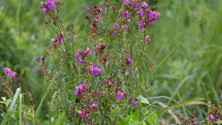 Osbeckia Zubeengargiana Plant Discovery in Manas National Park Assam: Named After Zubeen Garg