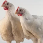 Newcastle Disease Europe 2026