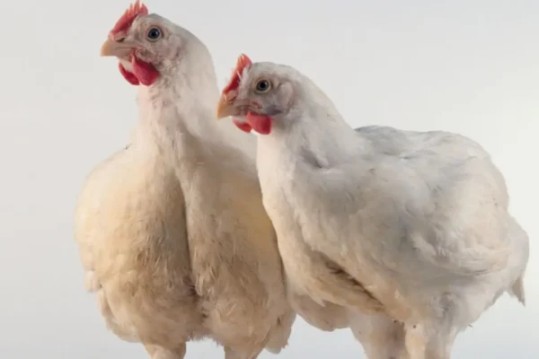 Newcastle Disease Europe 2026