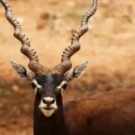 Blackbuck Conservation