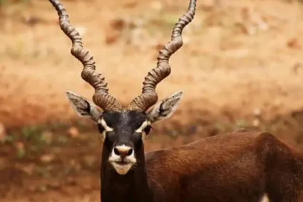 Blackbuck Conservation