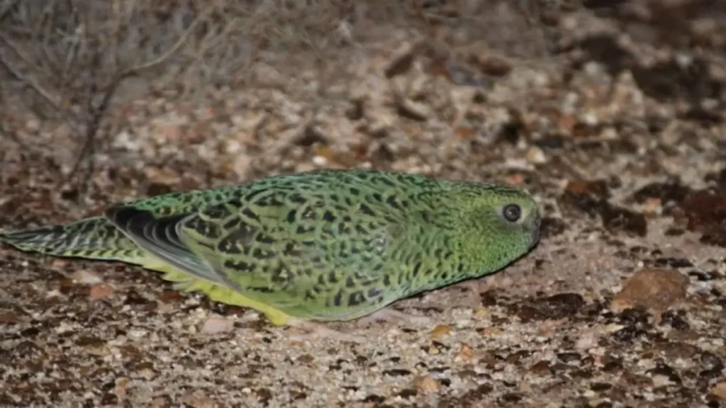 night parrot sighting australia