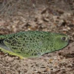 night parrot sighting australia