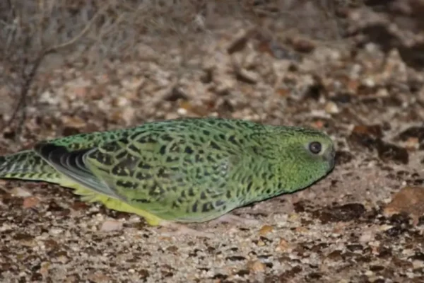 night parrot sighting australia
