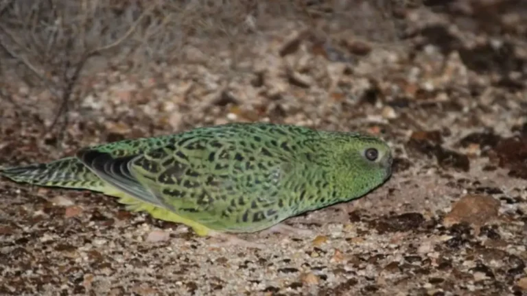 Night Parrot Sighting Australia 2026 Major Breakthrough in Wildlife Conservation