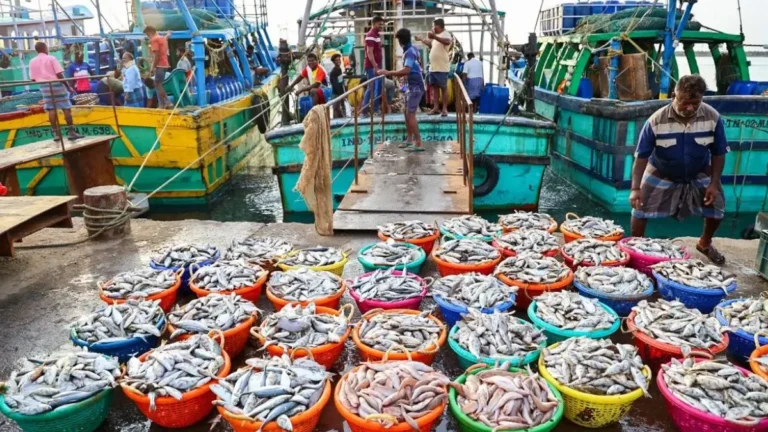 India Seafood Exports 2025–26: Record ₹72,325 Crore Growth Led by MPEDA Data, Shrimp Dominates Export Basket