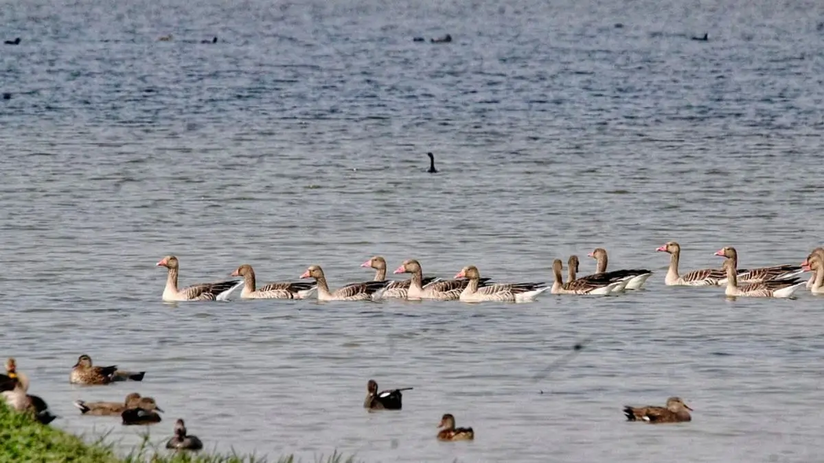 Shekha Jheel Ramsar site