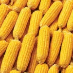 India corn export decline Bangladesh