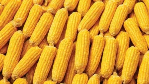 India corn export decline Bangladesh