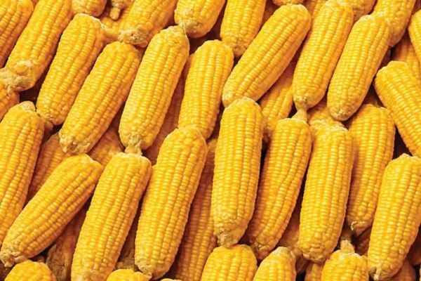 India corn export decline Bangladesh