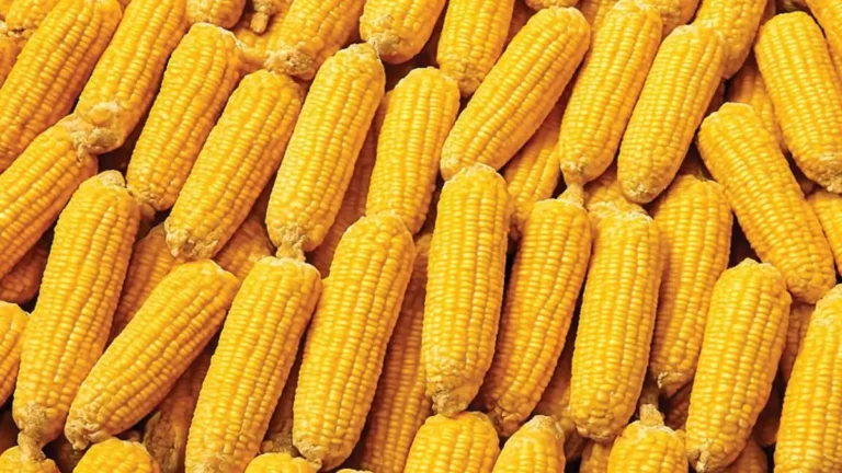 India corn export decline Bangladesh market 2026: Ethanol demand impact explained