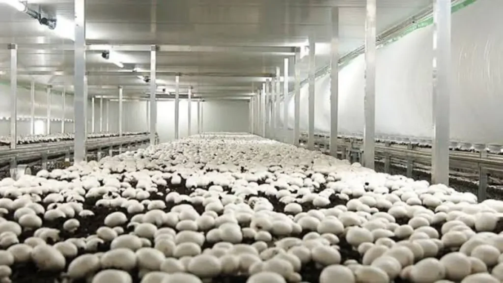 Andhra Pradesh mushroom mission 2026