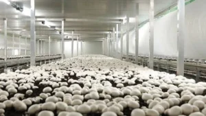 Andhra Pradesh mushroom mission 2026