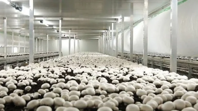 Andhra Pradesh Mushroom Mission 2026: ₹13,000 Crore Scheme to Boost Mushroom Farming and Rural Employment