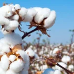 mission for cotton productivity 2026