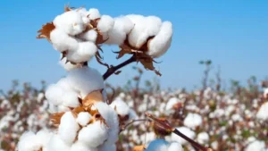 mission for cotton productivity 2026
