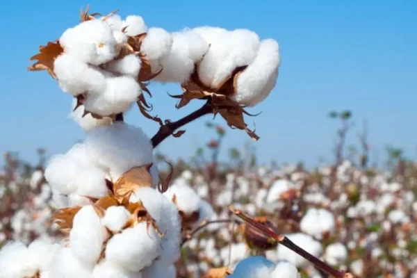 mission for cotton productivity 2026